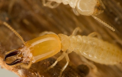 Subterranean termite up close