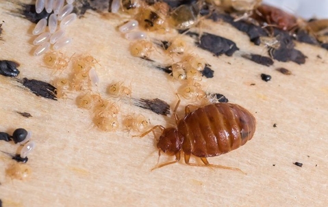 Bed bug and larvae
