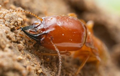 Termite chewing on wood