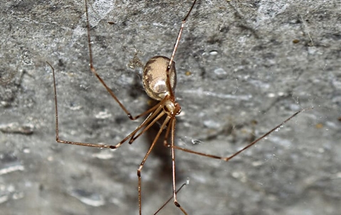 Cellar spider on a web