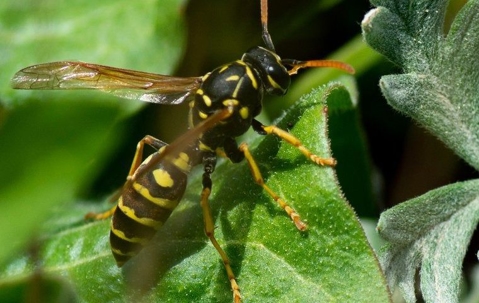 Wasp on plant