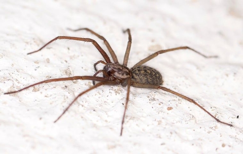 House spider