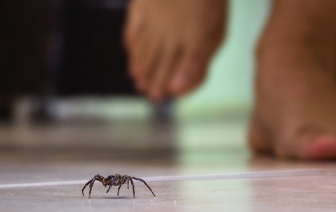 A spider crawling on the floor