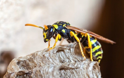 Wasp in a nest