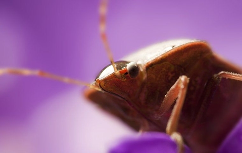 Close up look of a bed bug