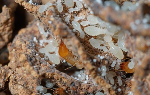 Termite eggs