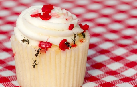 Ants crawling in a cupcake