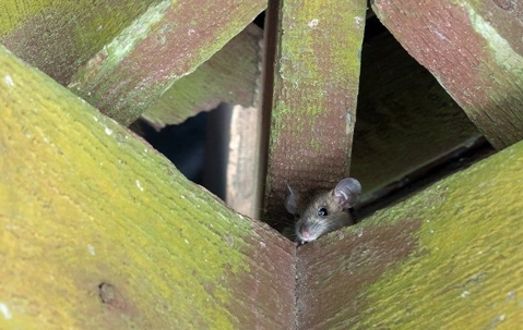 Mouse in the attic
