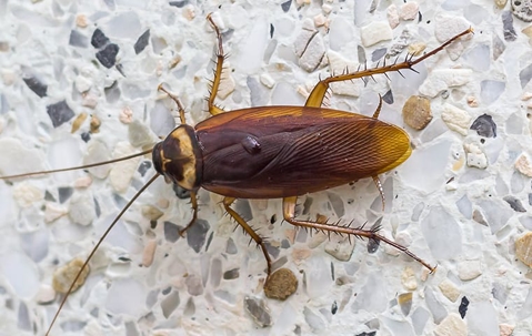 German cockroach