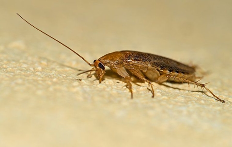 Large cockroach