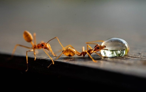 Ants drinking water