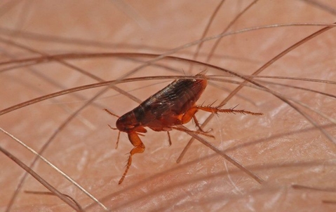 Flea crawling on human skin