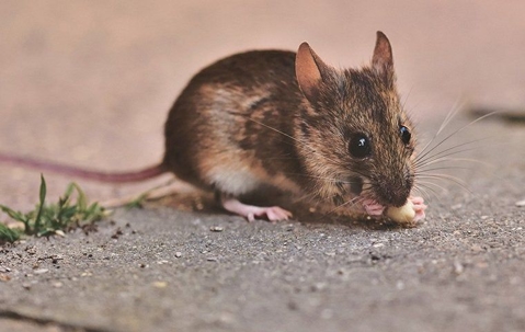 House mouse