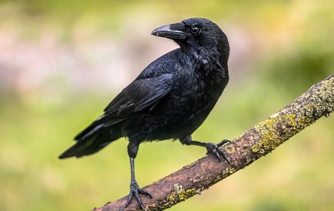 Crow perched on a tree branch