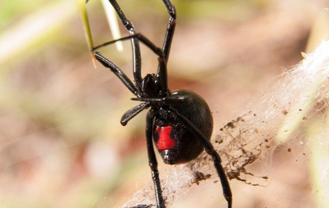 Black widow