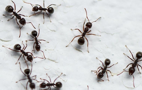 Black ants