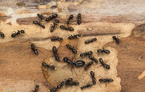 Carpenter ants crawling on wood