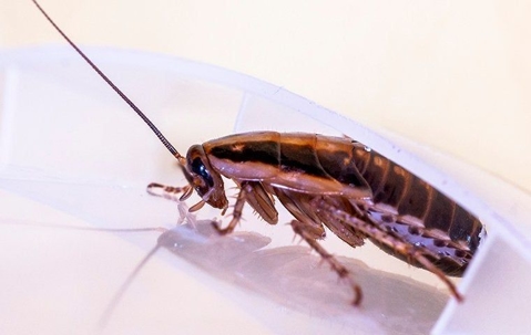 German cockroach