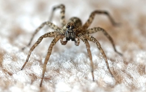 Wolf spider crawling