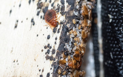 Bed bug infested furniture