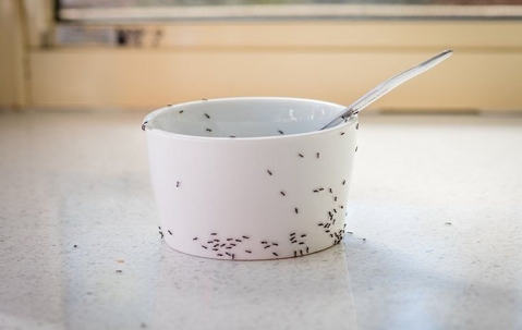 Ants crawling on a bowl in the kitchen