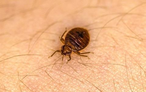 Crawling bed bug