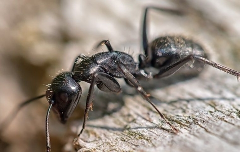 Carpenter ant crawling and chewing wood