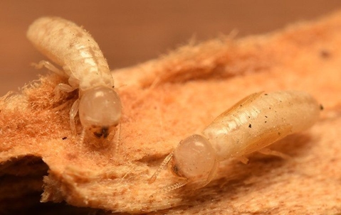 Up close image of drywood termites