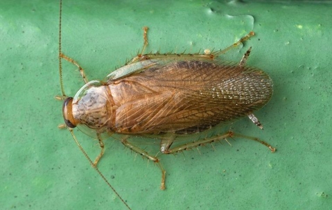 Close up look of a German cockroach