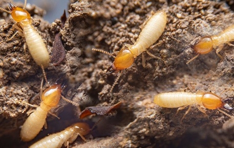 Termites in nest