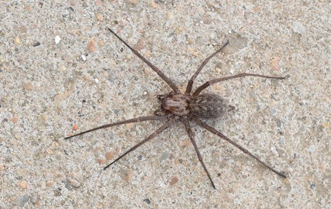 House spider on floor