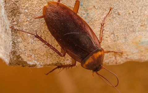 Close up look for an American cockroach