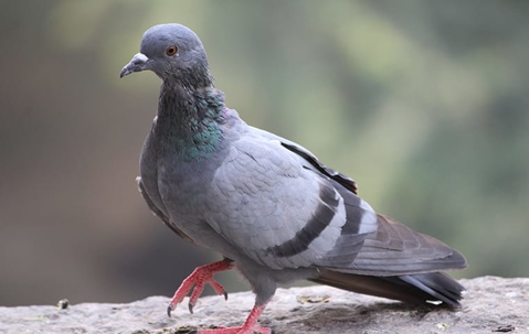 Pigeon on a rock