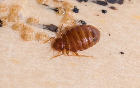 Bed bug and larvae