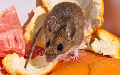 Rodent eating a fruit