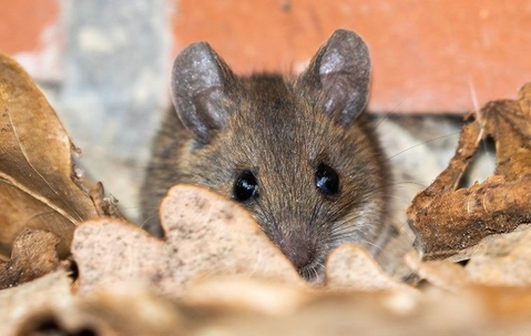House mouse crawling on leaves
