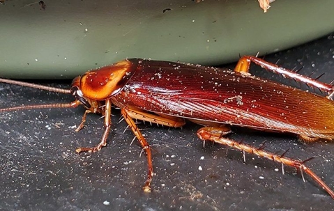Large cockroach