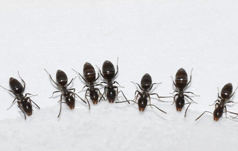 Group of ants