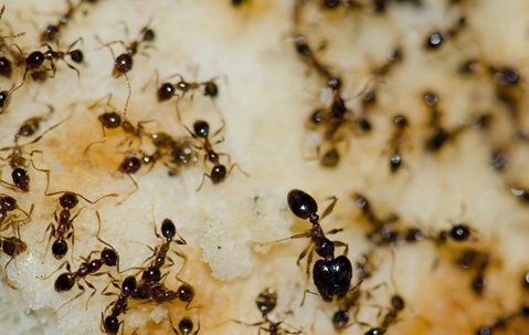 Argentine ants on food