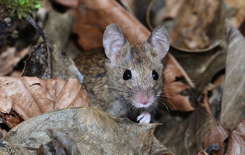 Mouse covered by leaves