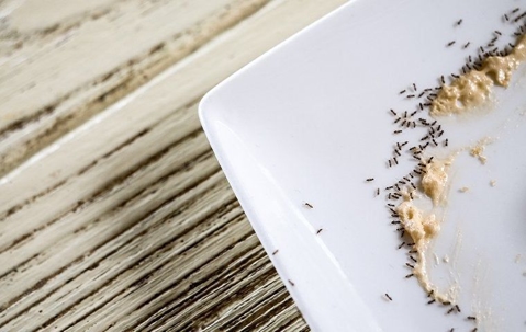 Ants in a plate