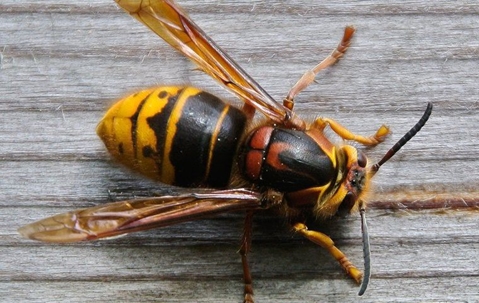 Large wasp