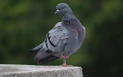 A pigeon perched on cement