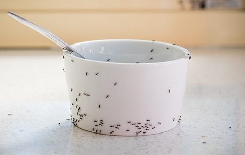 Ants swarming a tea cup